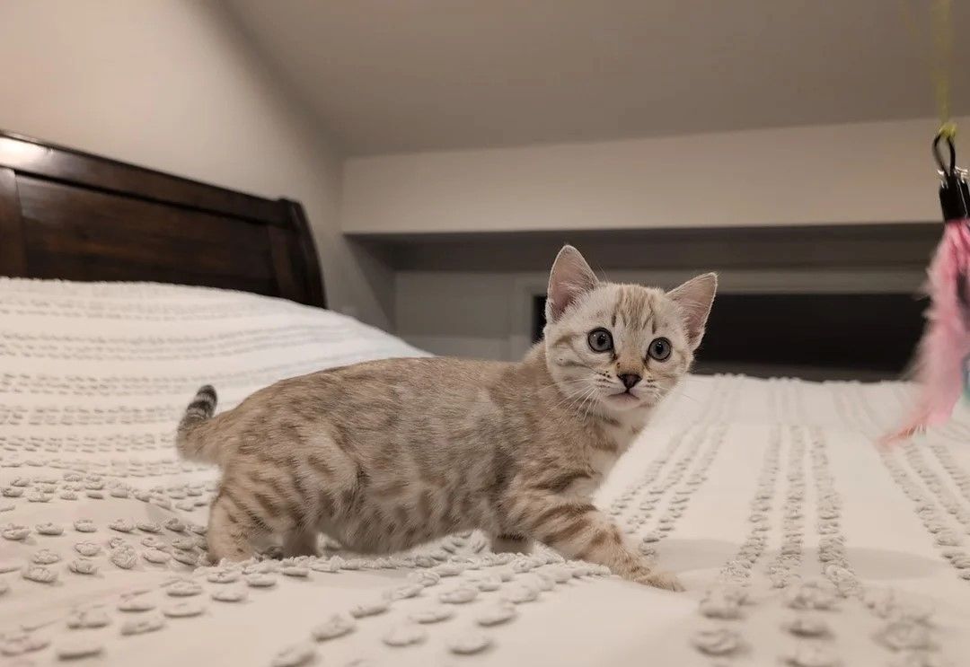 Zwei wunderschöne Bengal-Kätzchen