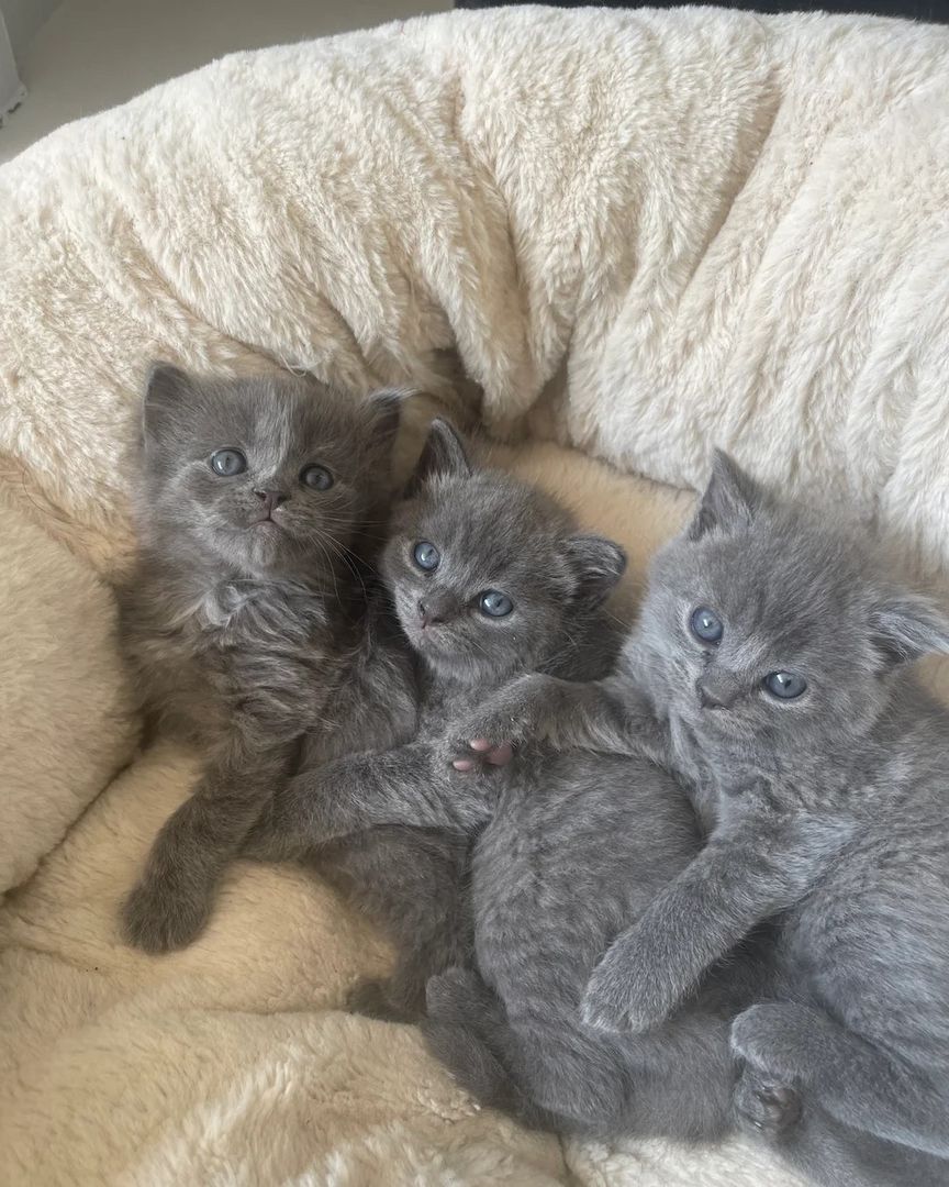 4 bezaubernden Britisch Kurzhaar-Kätzchen