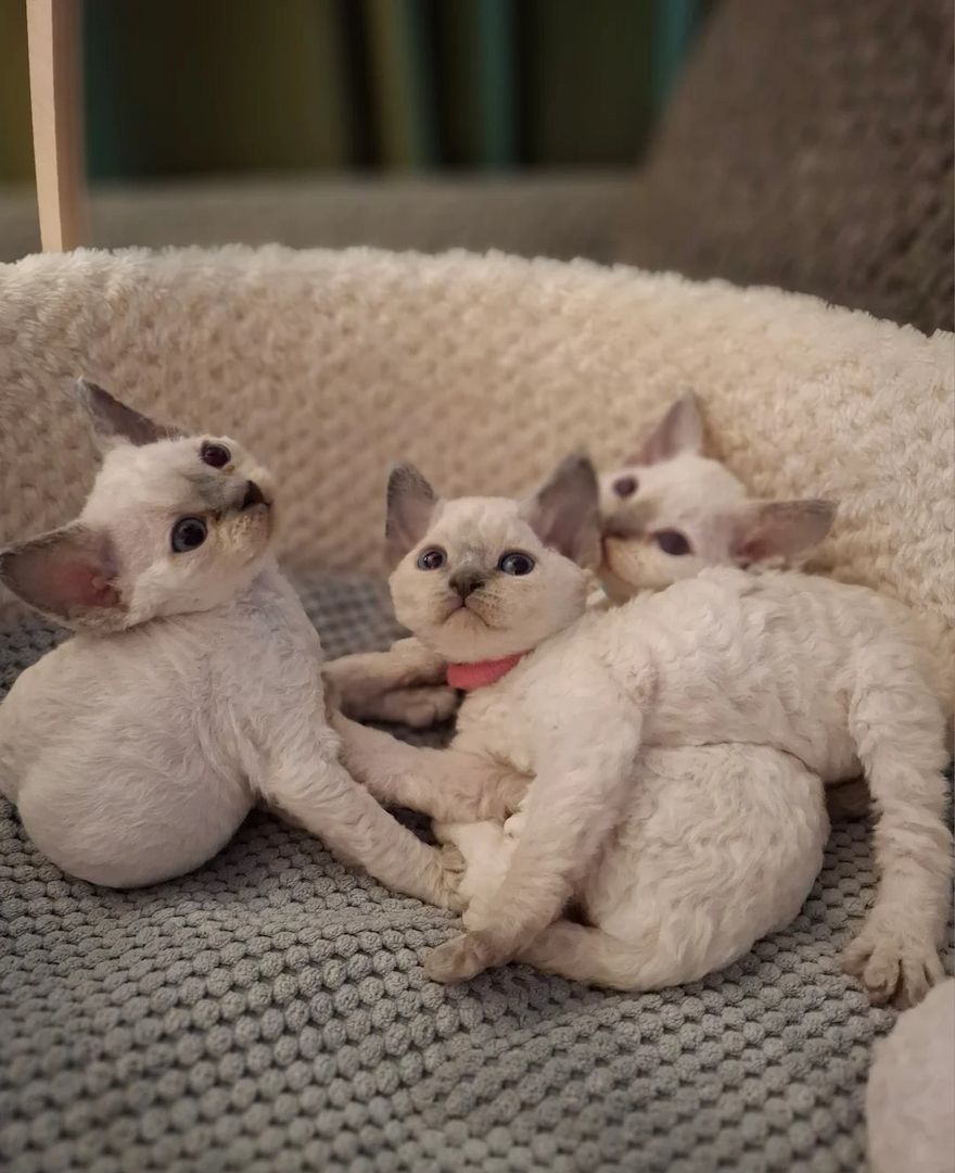 🌸 Wunderschöne Devon Rex-Kätzchen aus liebevoller Aufzucht 🌸