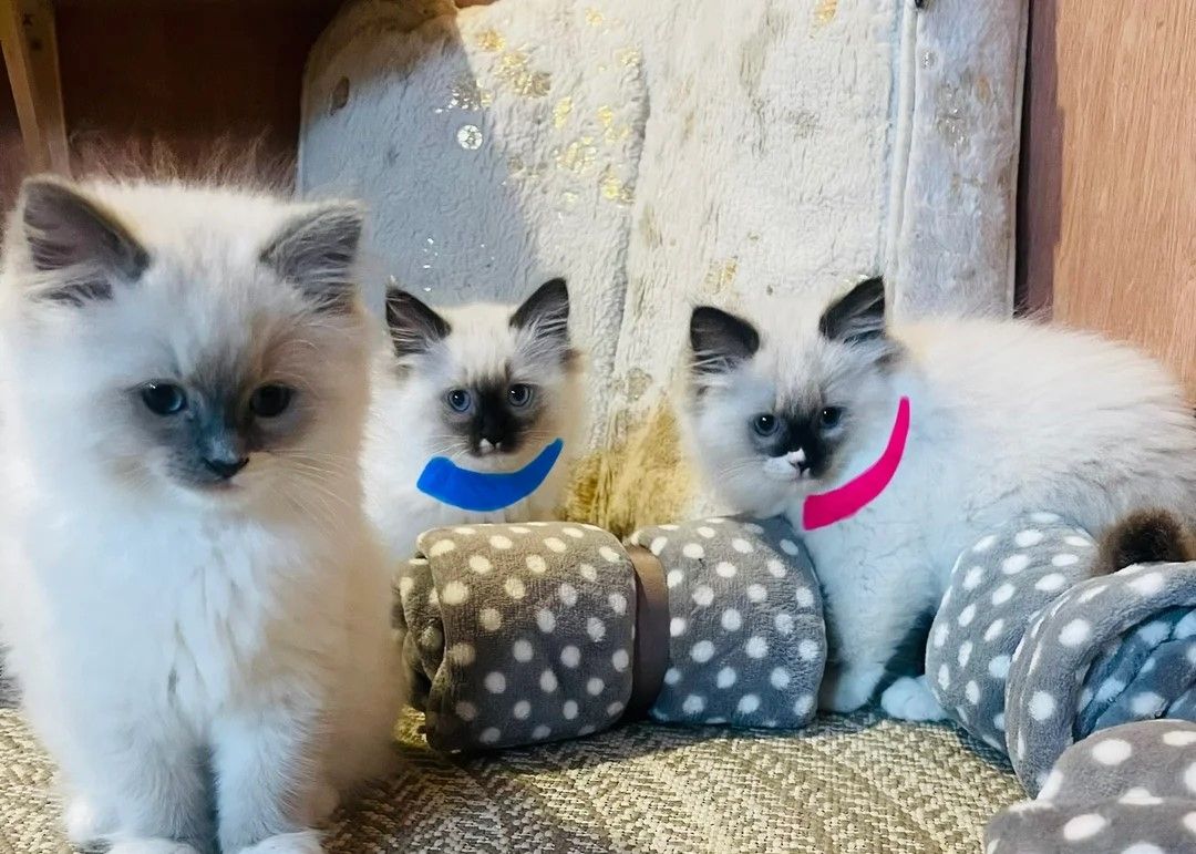🐾🏅Ragdoll-Kätzchen in Top-Qualität 🏅🐾