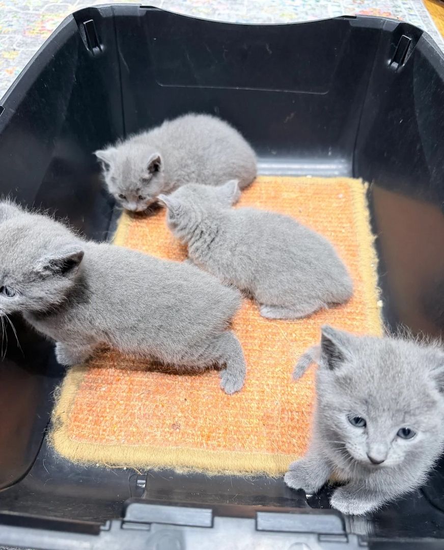 Zuhause reinrassiger Russisch Blau Katzen 🐾