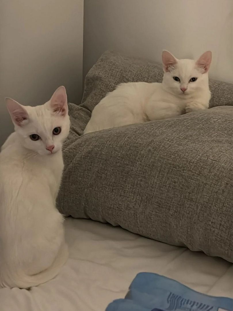 türkische Angorakatzen suchen ein liebevolles Zuhause