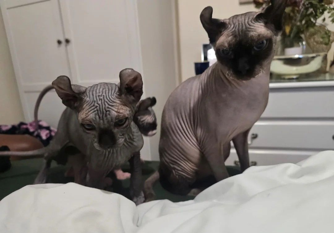 Sphynx-Kätzchen abzugeben