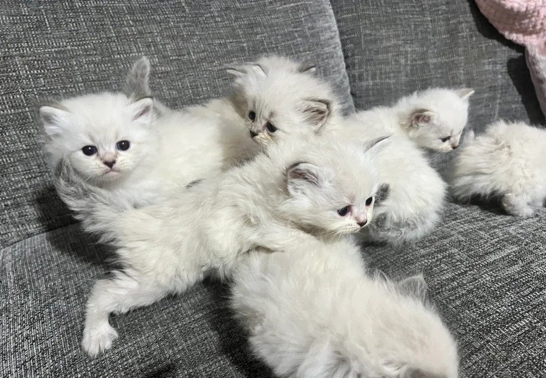 Siberian Neva Masquerade Katze. Eltern vollständig gesundheitsgeprüft 💎💎