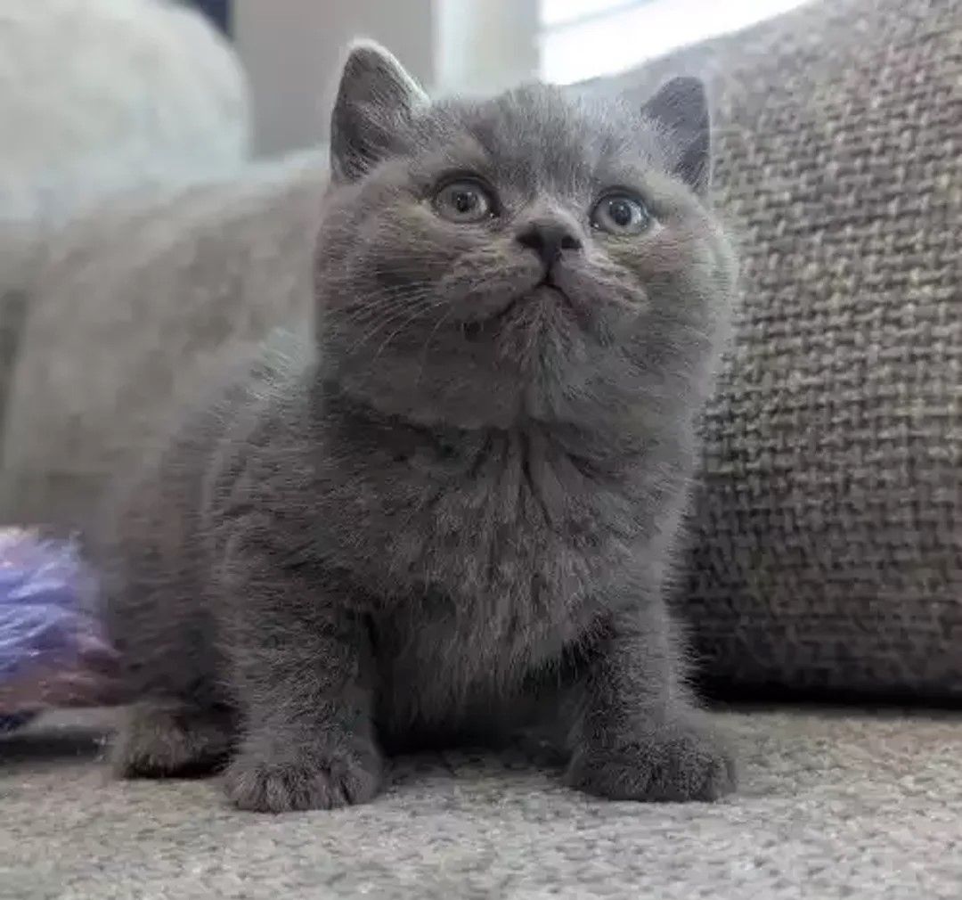 Britisch Kurzhaar-Kätzchen zu verkaufen