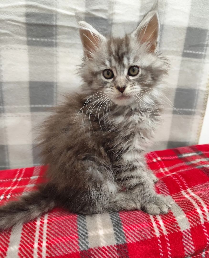 Wunderschöne Maine-Coon-Kätzchen