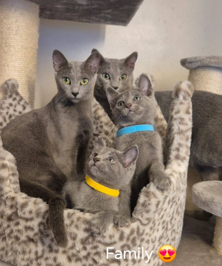 Russisch Blau Kätzchen