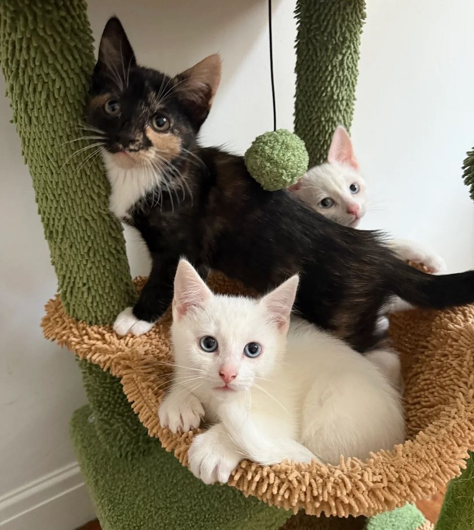 3 wunderschöne türkische Angorakatzen zu verkaufen