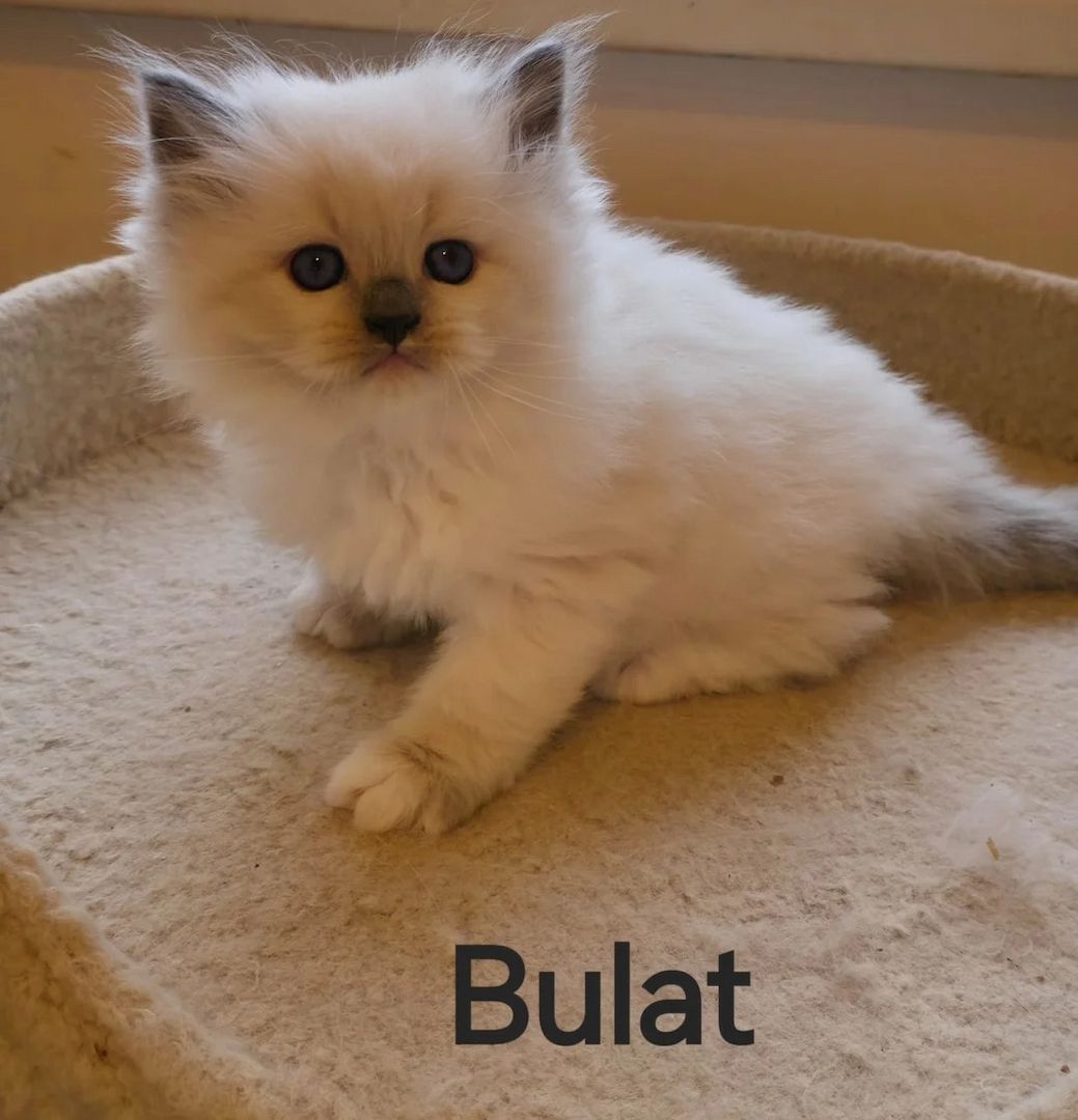 Kätzchen Sibirische Neva Maskerade