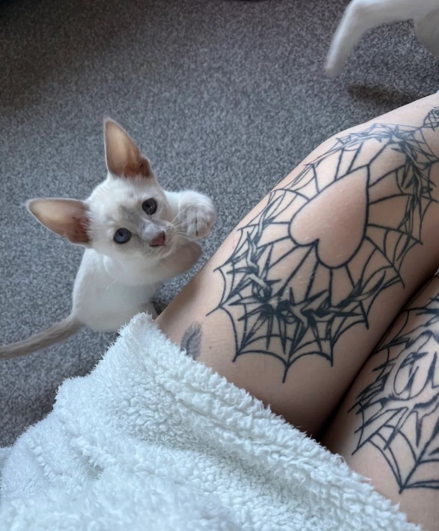 Orientalische Siamkätzchen