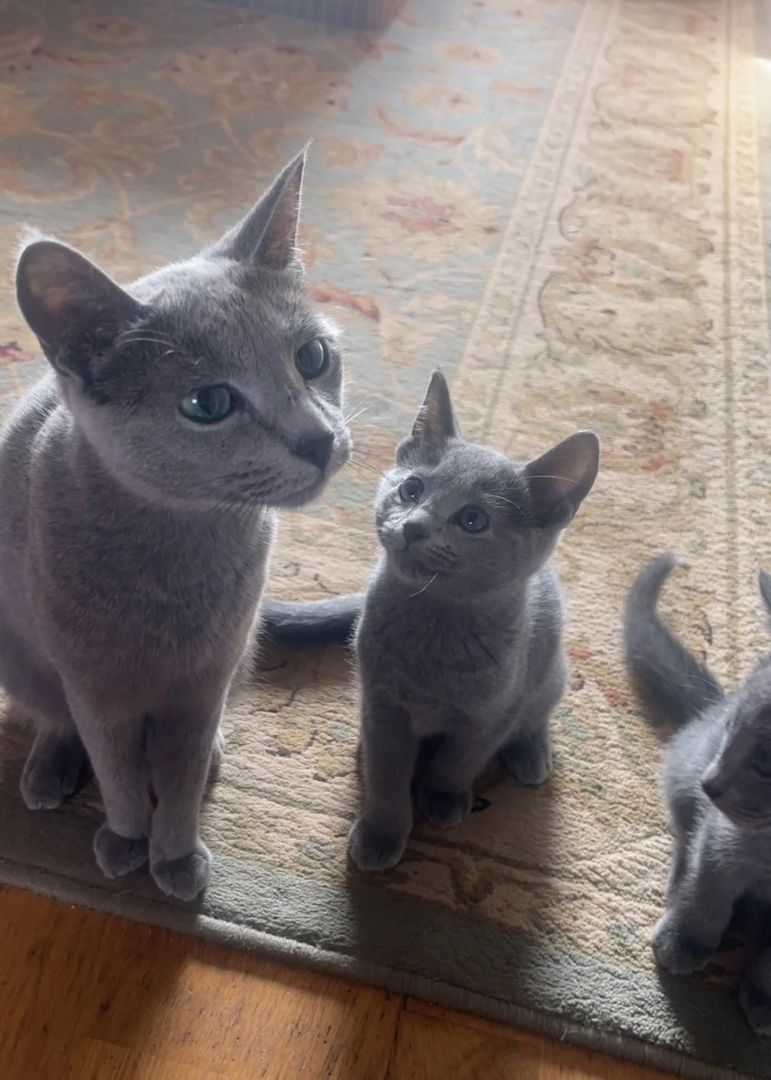 Russisch Blau-Kätzchen zu verkaufen