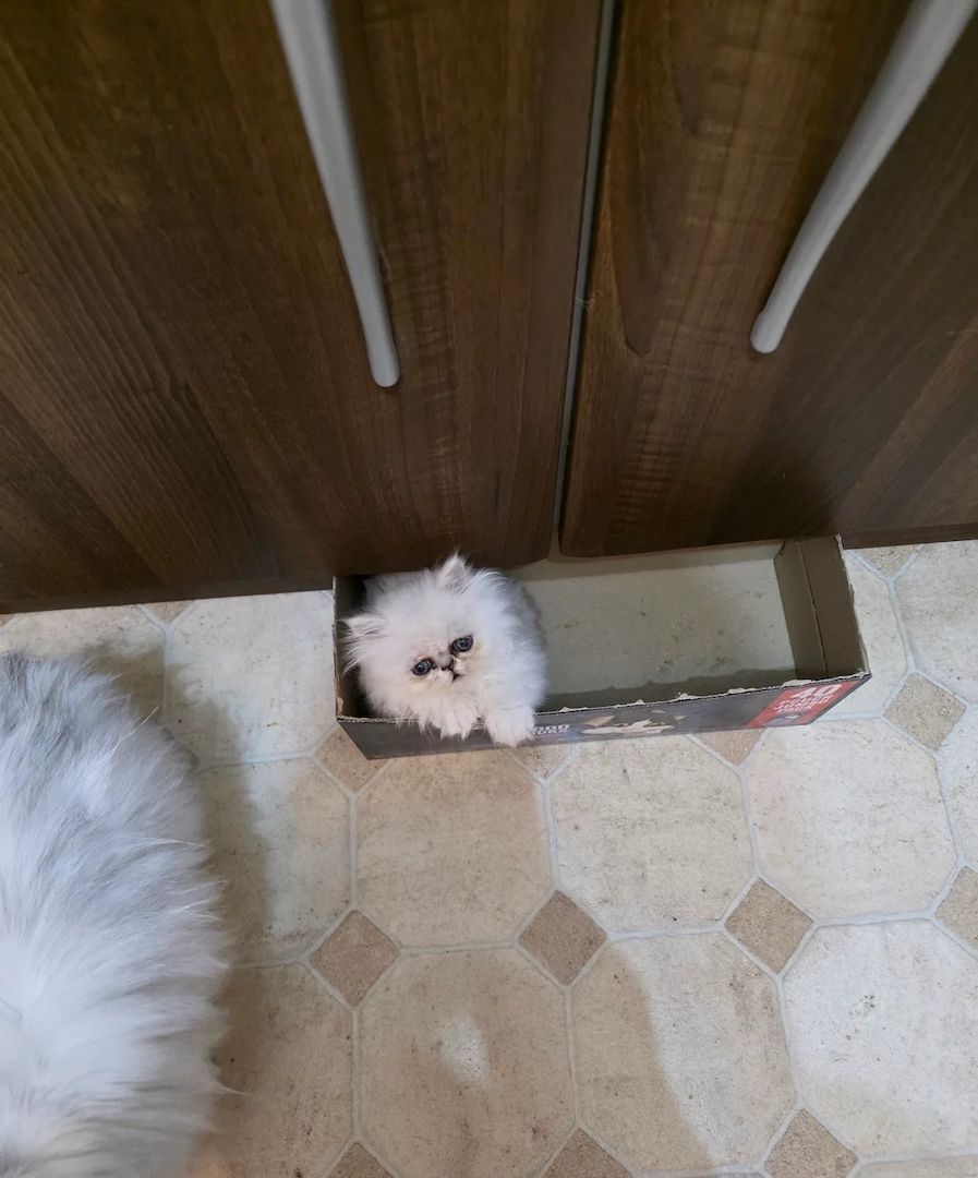 Chinchillafarbenes Perserkätzchen abzugeben