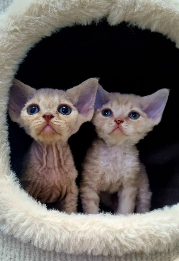 zwei wunderschöne Devon Rex-Kätzchen
