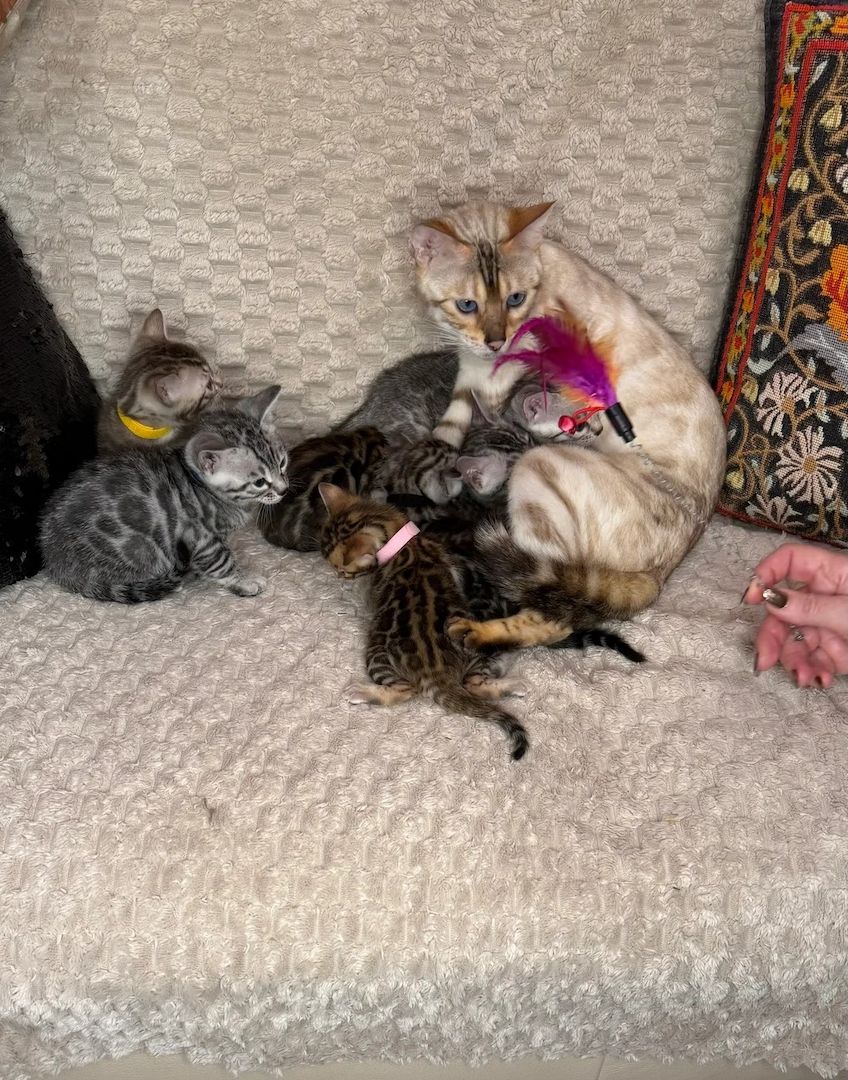 Reinrassige Bengalkätzchen zu verkaufen