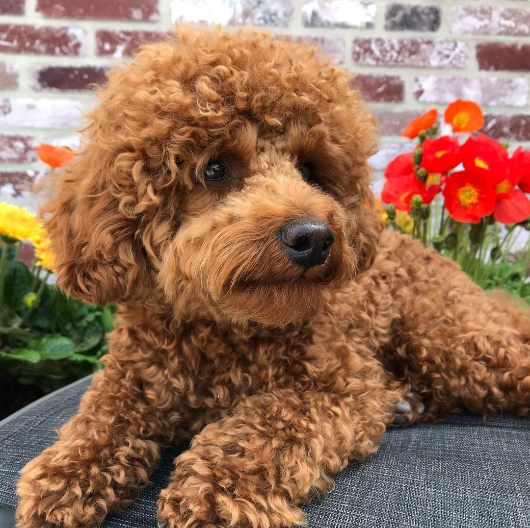 Niedliche Pudelwelpen