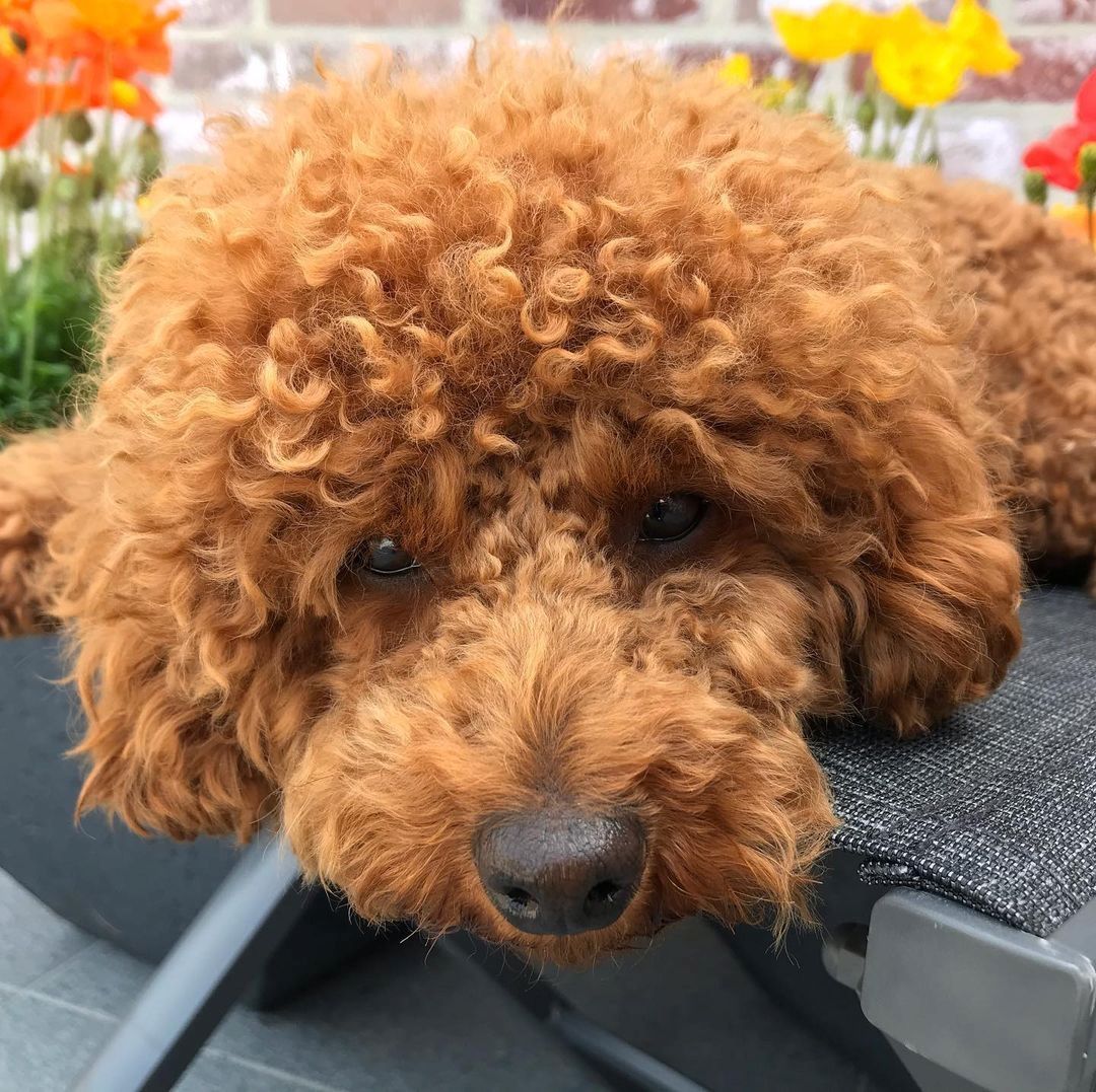 Niedliche Pudelwelpen