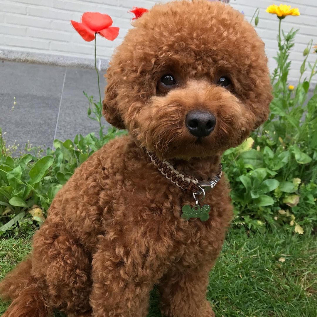 Niedliche Pudelwelpen