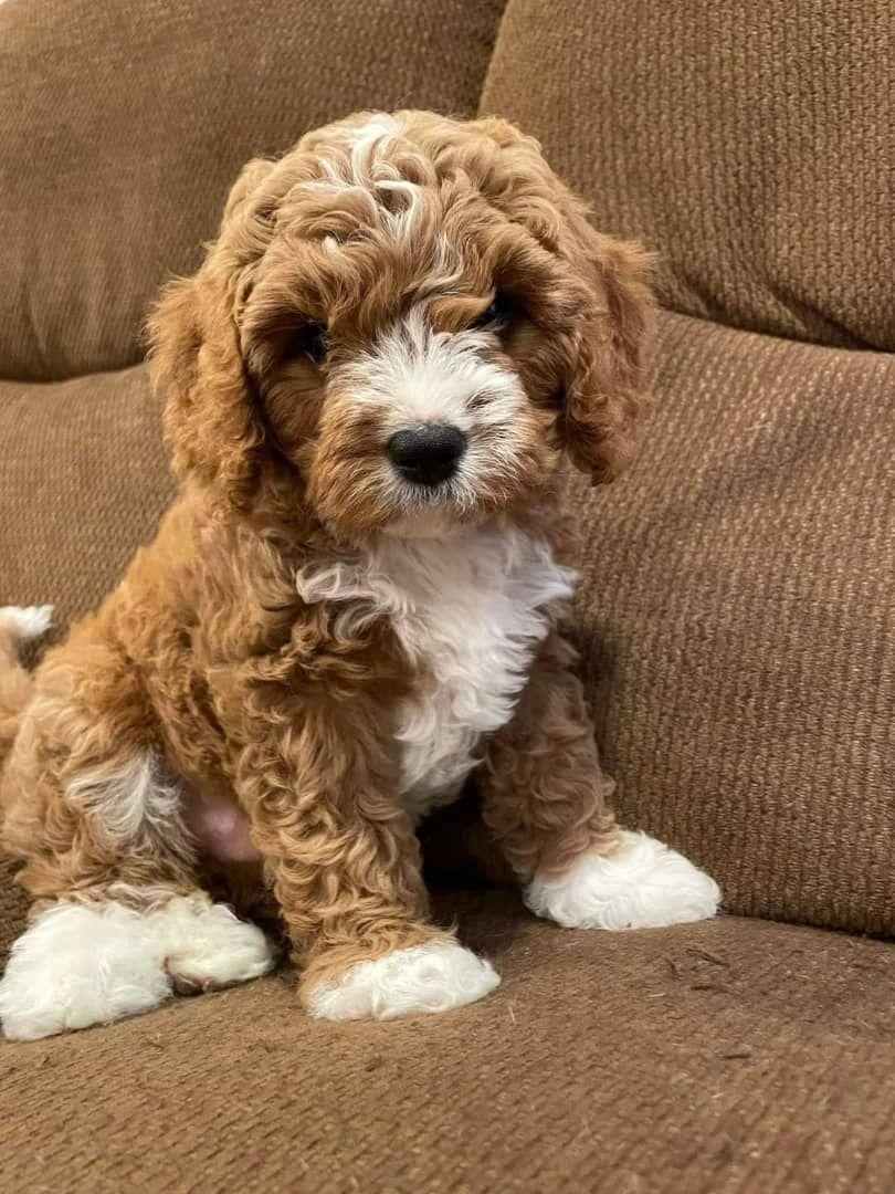 Cavapoo-Welpen zur Adoption