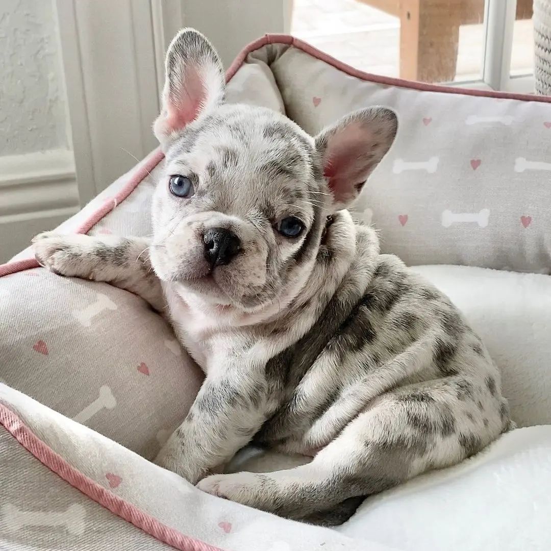 Französische Bulldogge