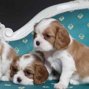 Cavalier King Charle Welpen