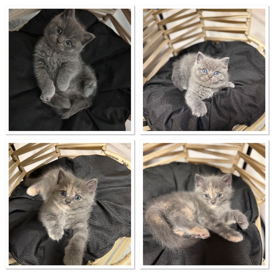 Bkh Ragdoll Mix Kitten