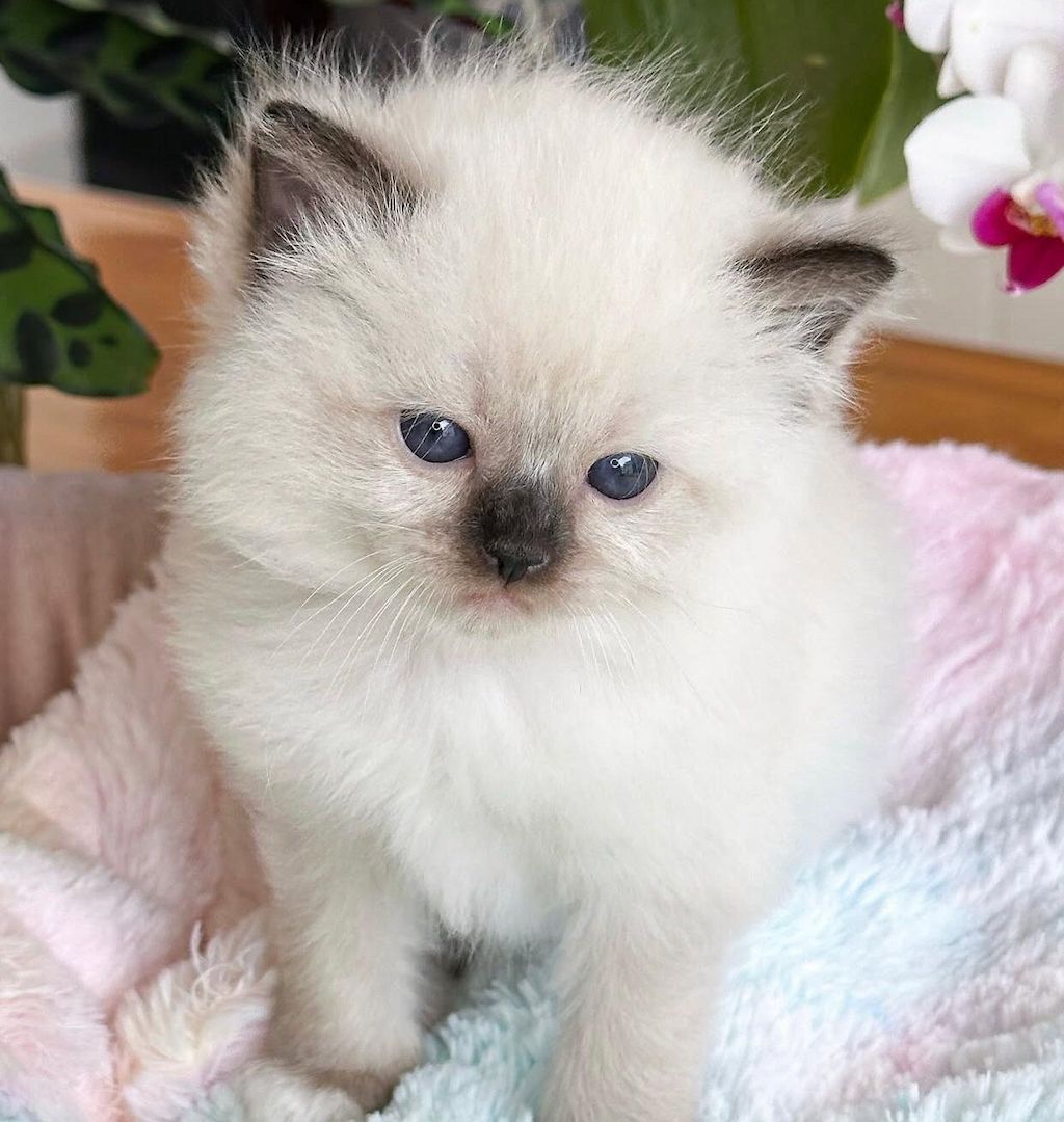 Rasse-Ragdol-Kätzchen zu verkaufen