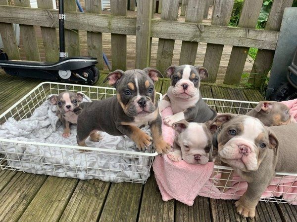 English Bulldog Welpen