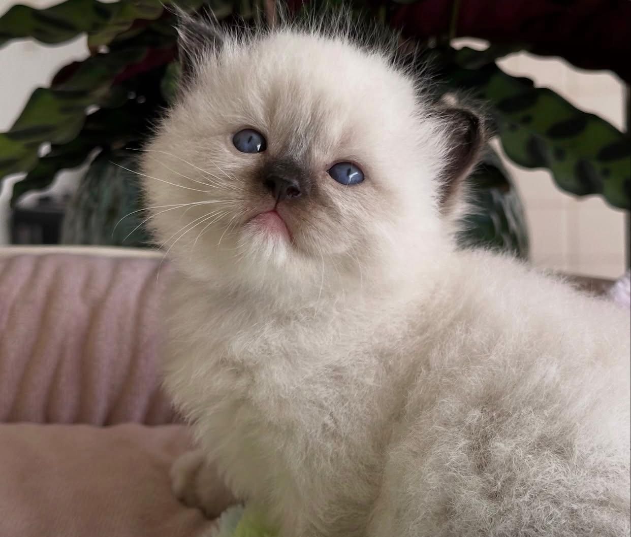 Wunderschöne Ragdoll-Kätzchen zu verkaufen