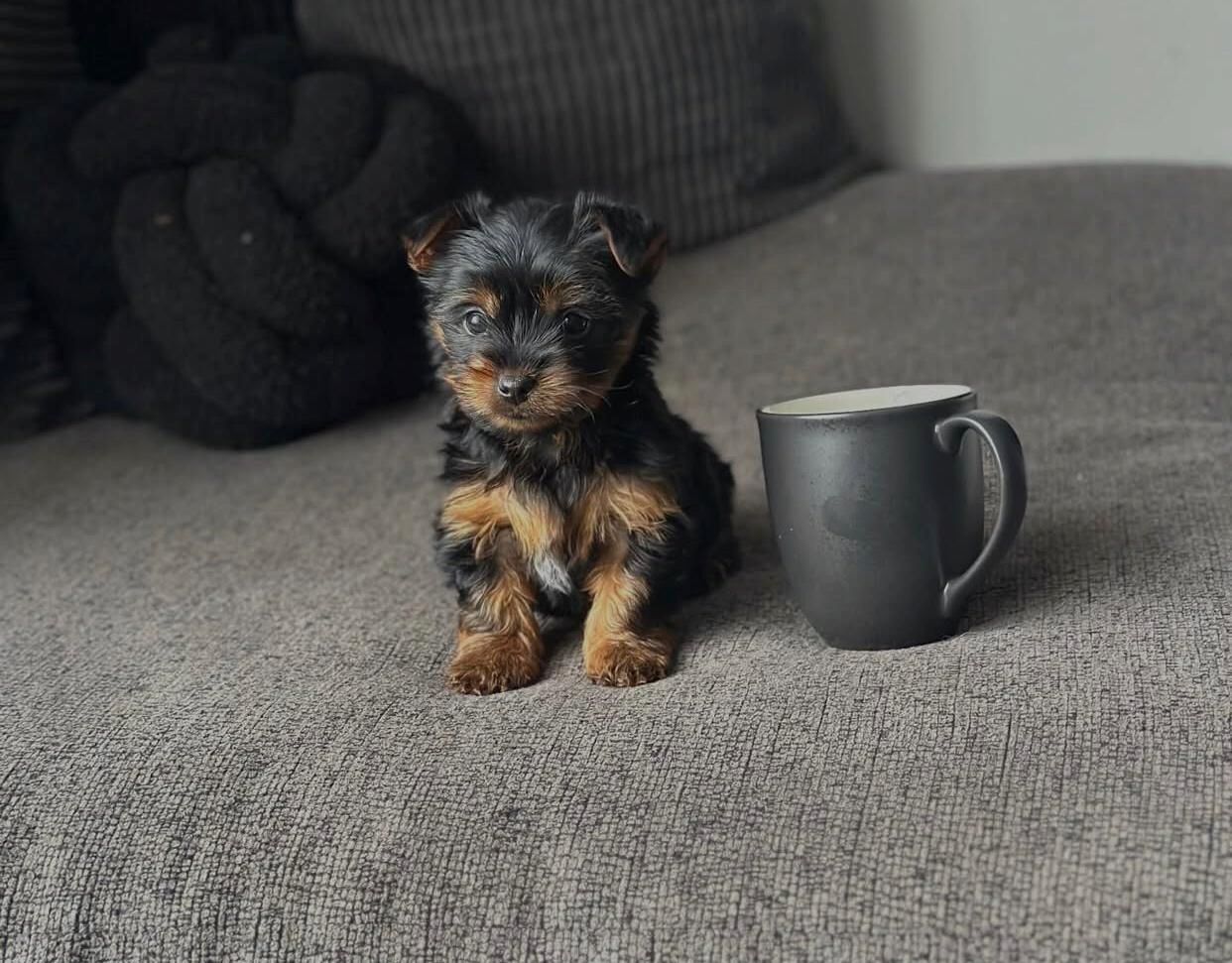 Bezaubernder Yorkshire-Terrier-Welpe (Rüde)
