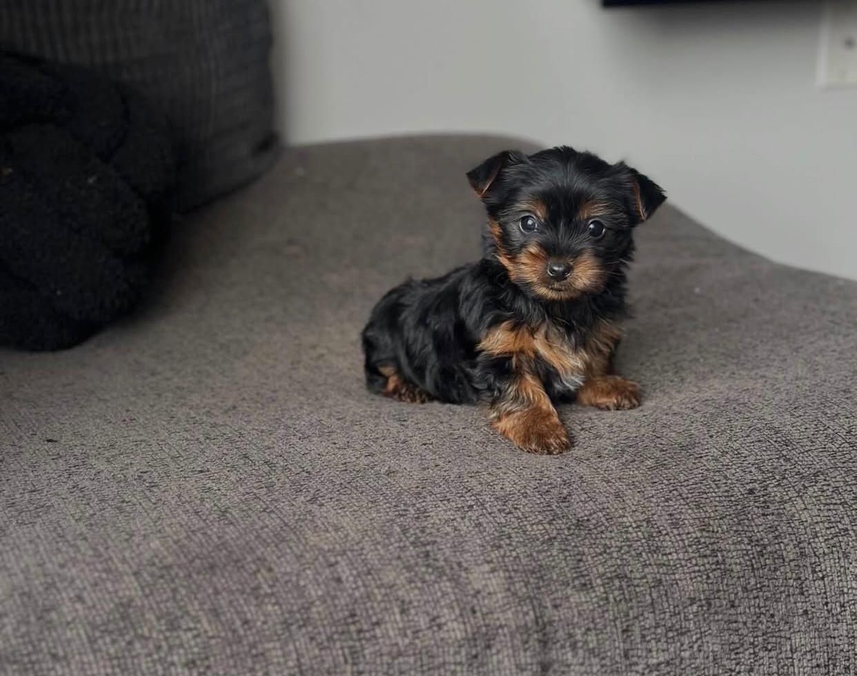 Bezaubernder Yorkshire-Terrier-Welpe (Rüde)