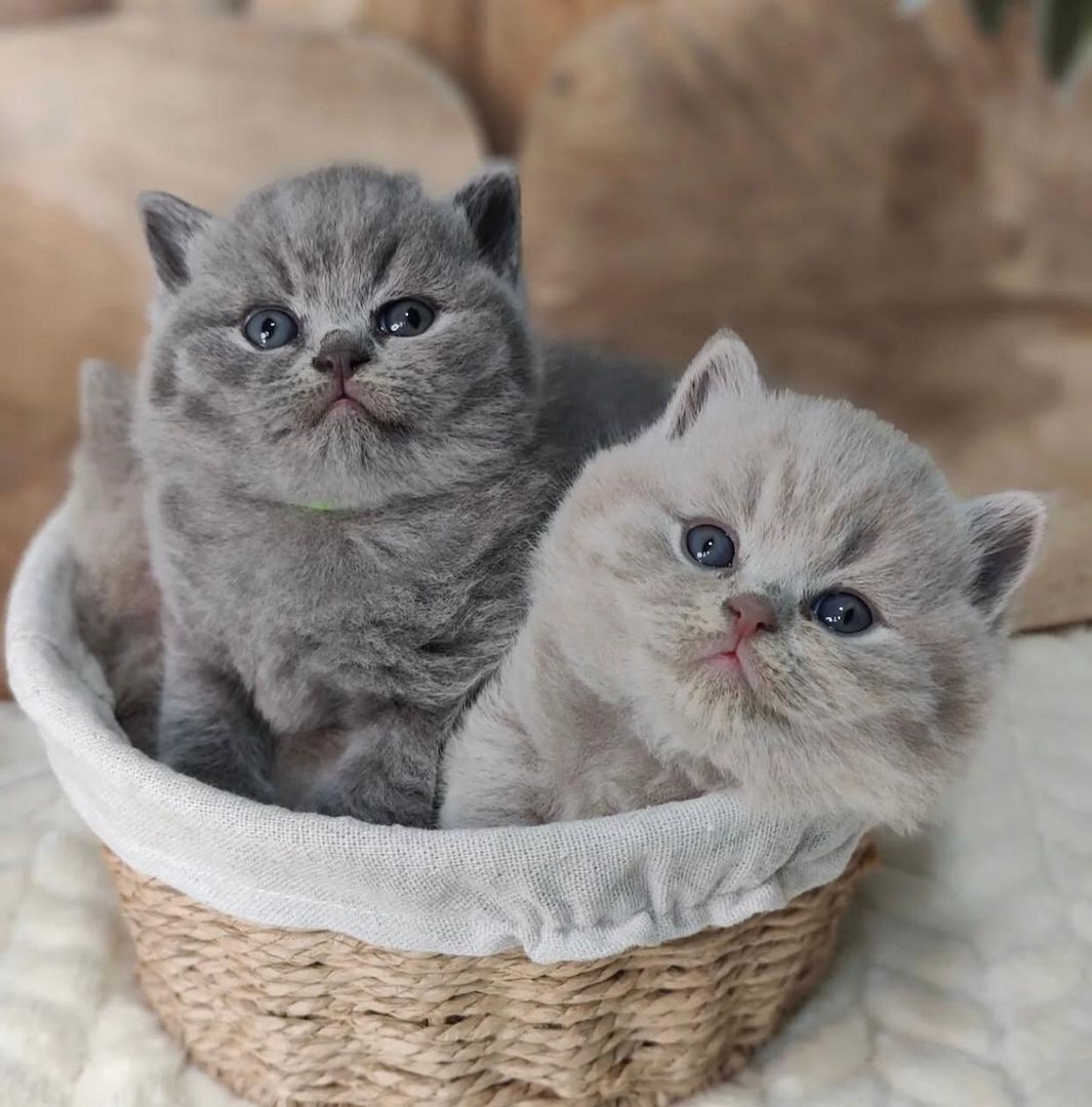Britisch Kurzhaar-Kätzchen suchen ein neues Zuhause.