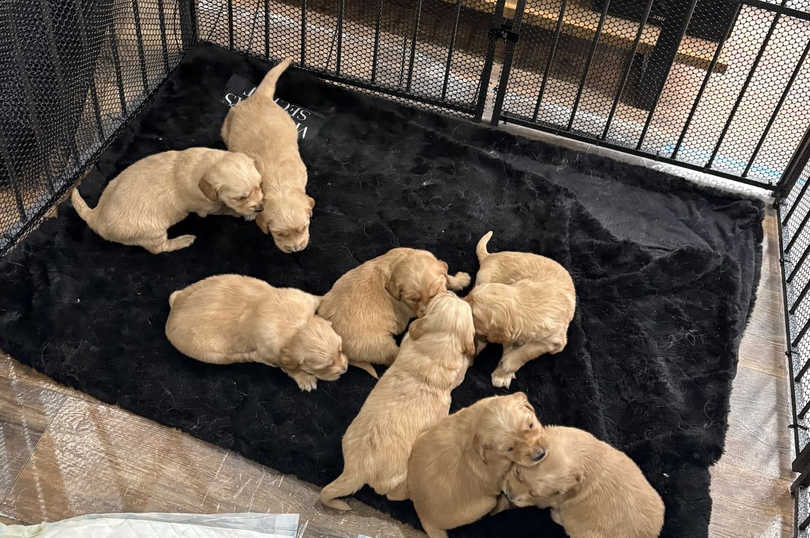 Geweldige Golden Retriever-puppy's te koop