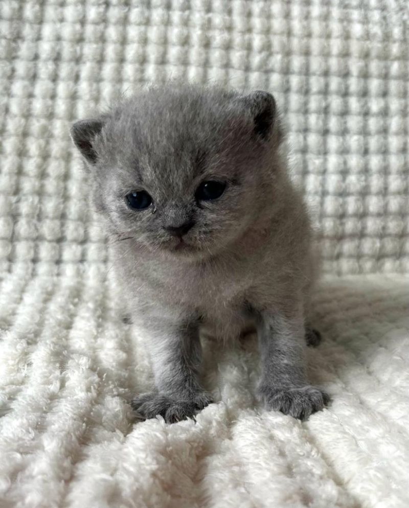 Britisch Kurzhaar (männlich und weiblich) gesucht