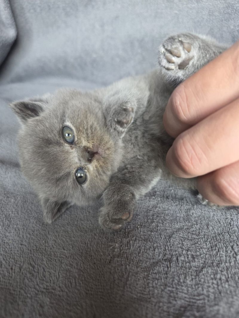 Britisch Kurzhaar (männlich und weiblich) gesucht