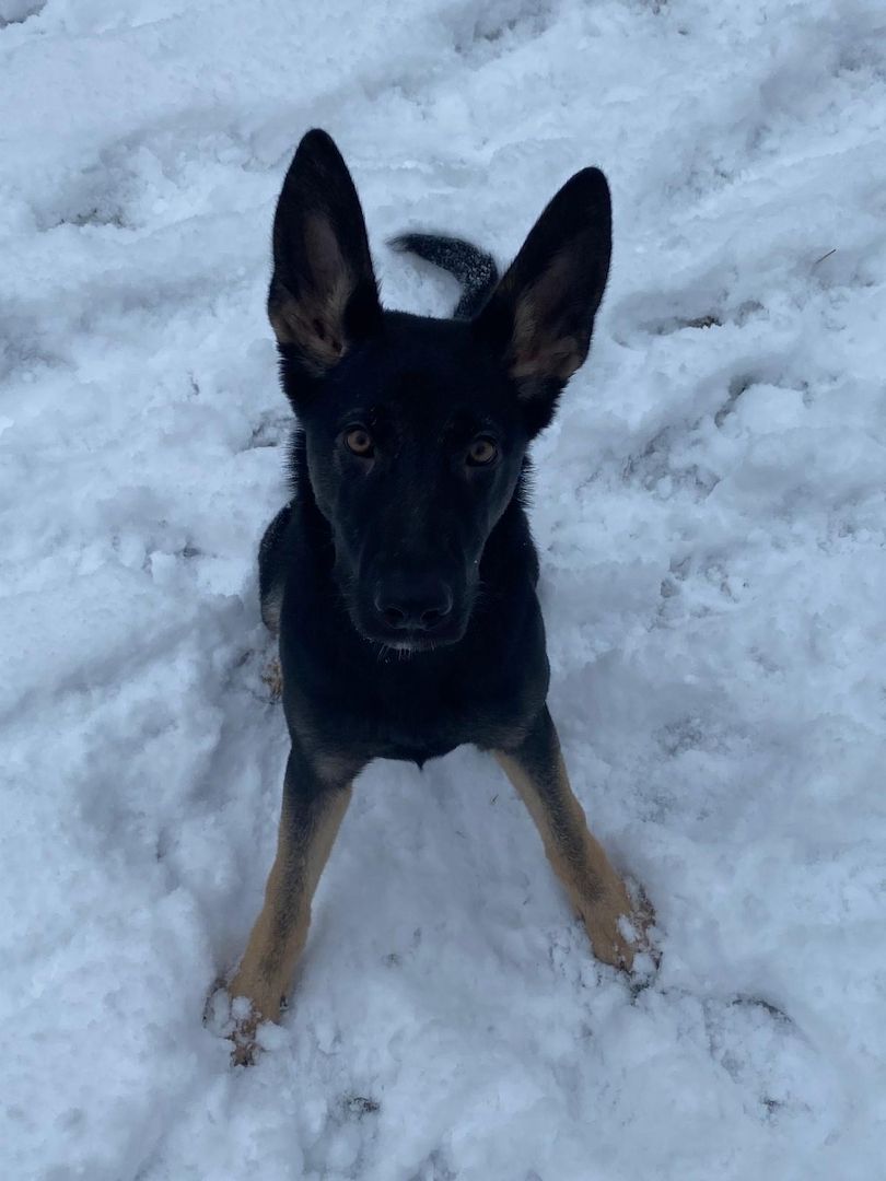 Deutscher/Osteuropäischer schäferhündin