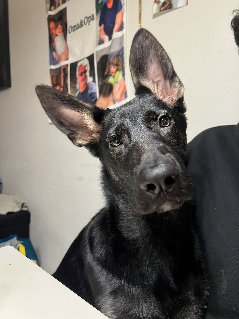 Deutscher/Osteuropäischer schäferhündin