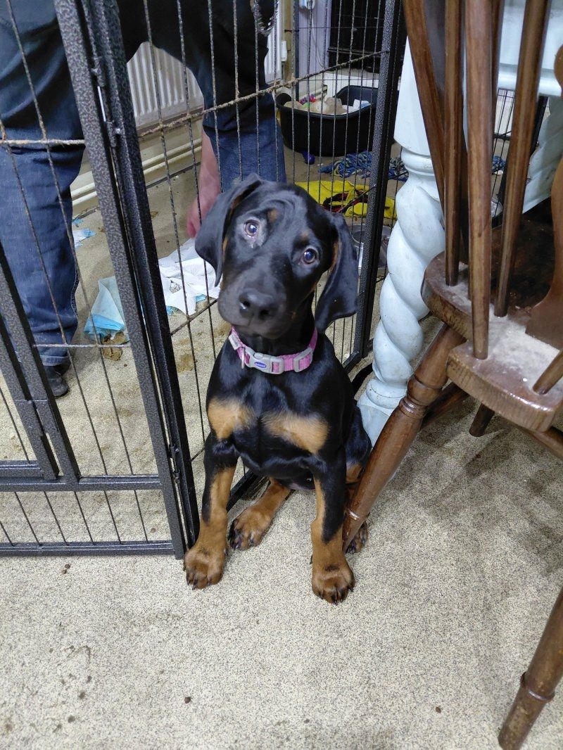 Reinrassige Dobermannwelpen zu verkaufen