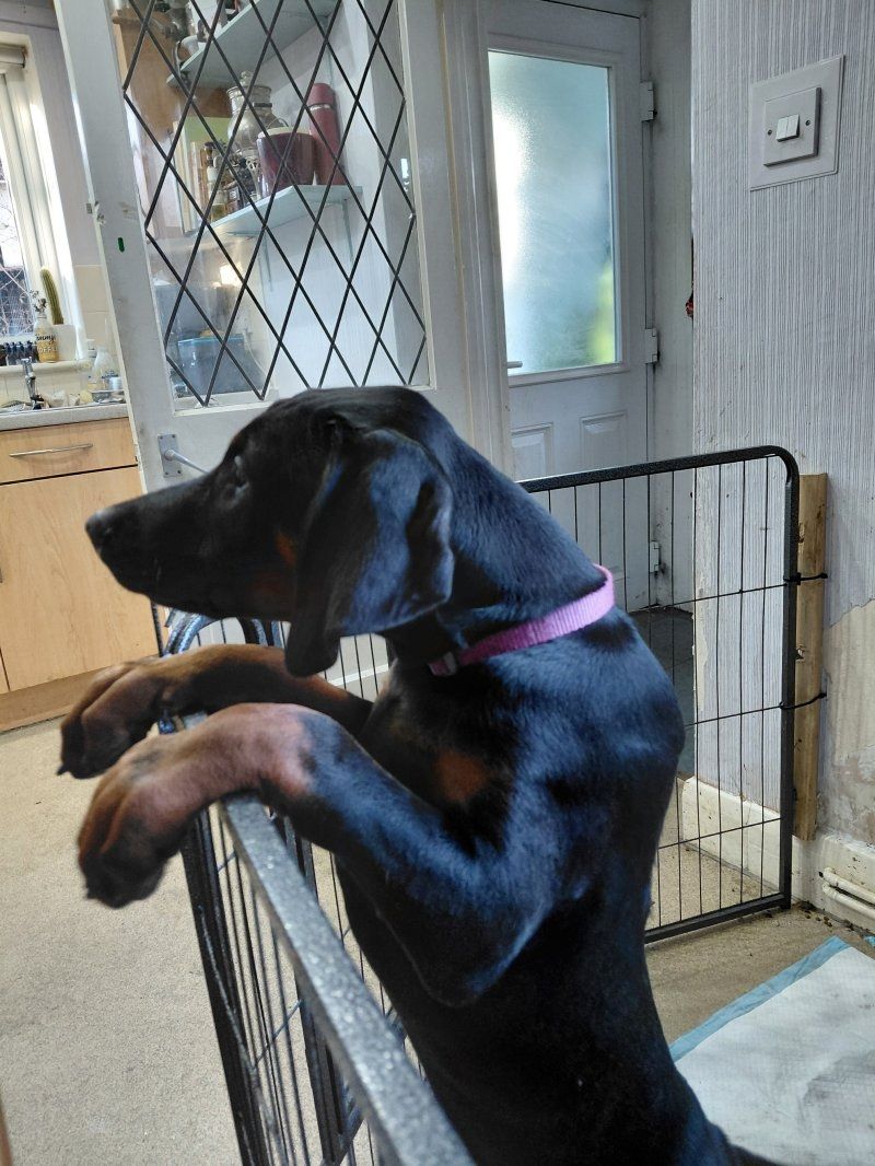 Reinrassige Dobermannwelpen zu verkaufen