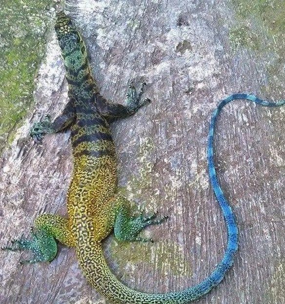 Dreifarbige Warane (Varanus yuwonoi)