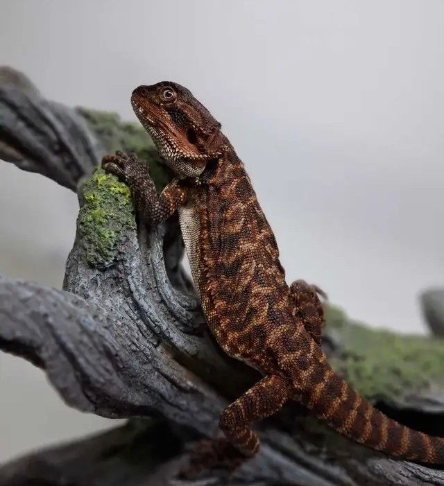 Rotes Monster, Bartagame