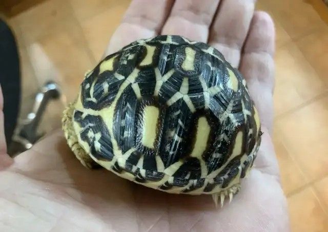 Indische Sternschildkröte (Geochelone elegans)