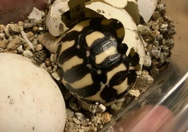 Indische Sternschildkröte (Geochelone elegans)