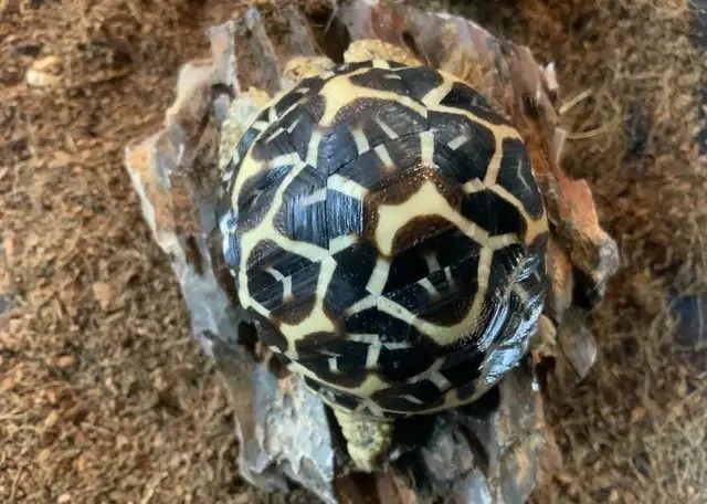 Indische Sternschildkröte (Geochelone elegans)