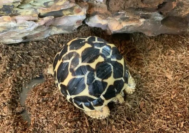 Indische Sternschildkröte (Geochelone elegans)