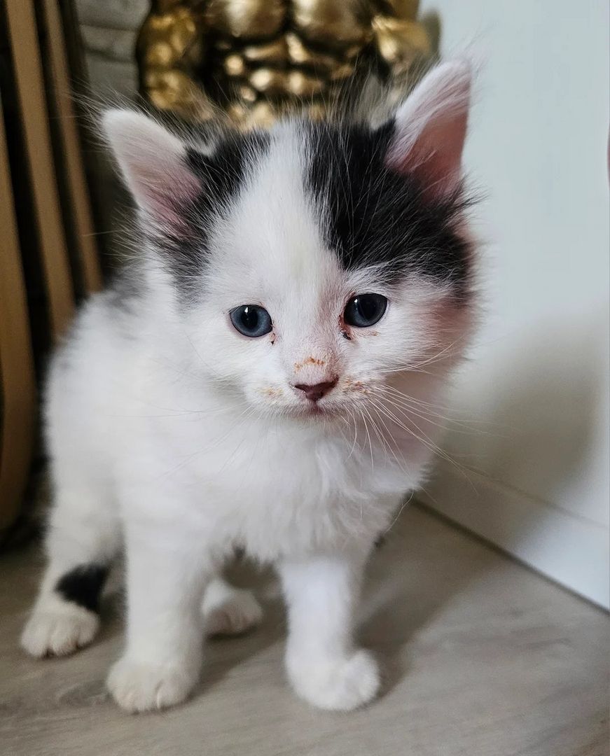 Fünf Türkisch-Angora-Kätzchen