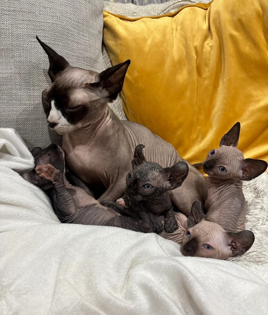 3 Sphynx-Kätzchen (2 männlich, 1 weiblich)