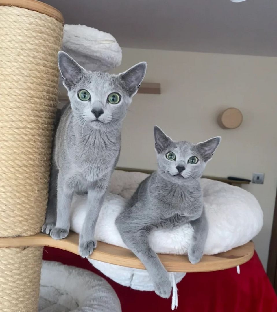 Zwei wunderschöne Russisch Blau Prinzessinnen stehen zum Verkauf!