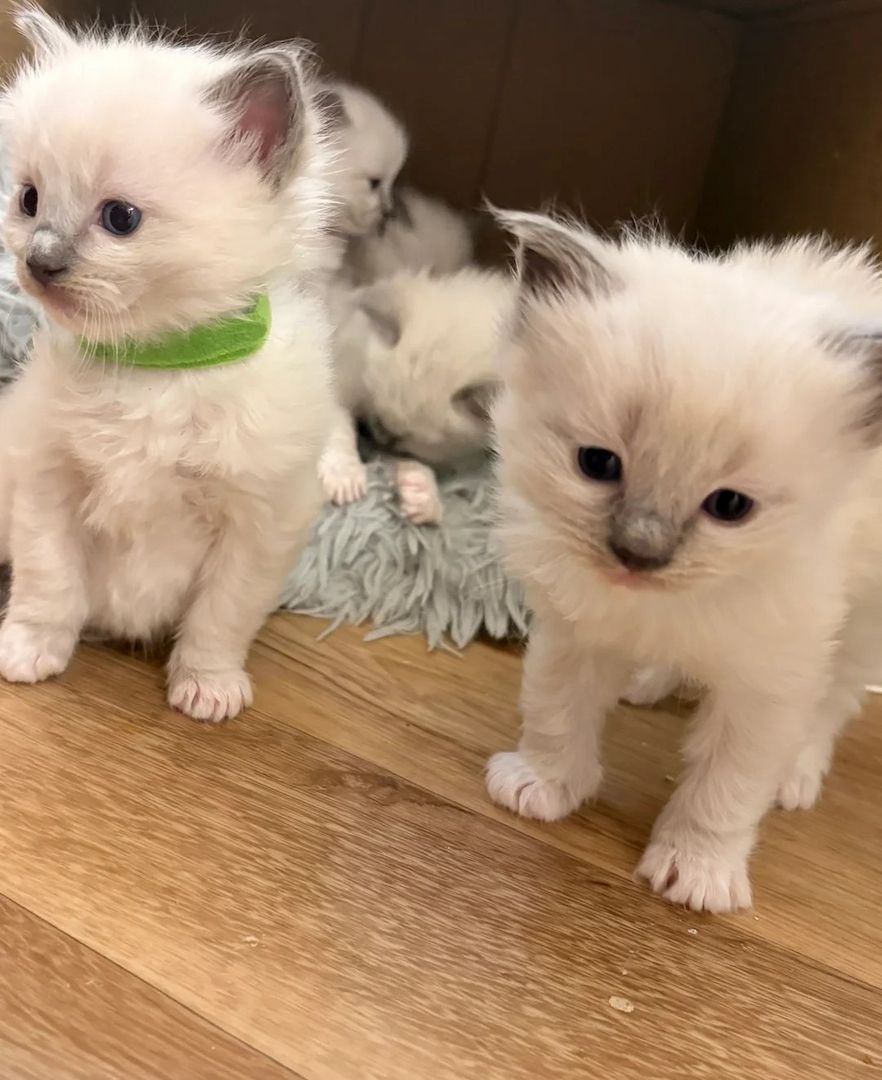 Ragdoll Blue Point-Kätzchen