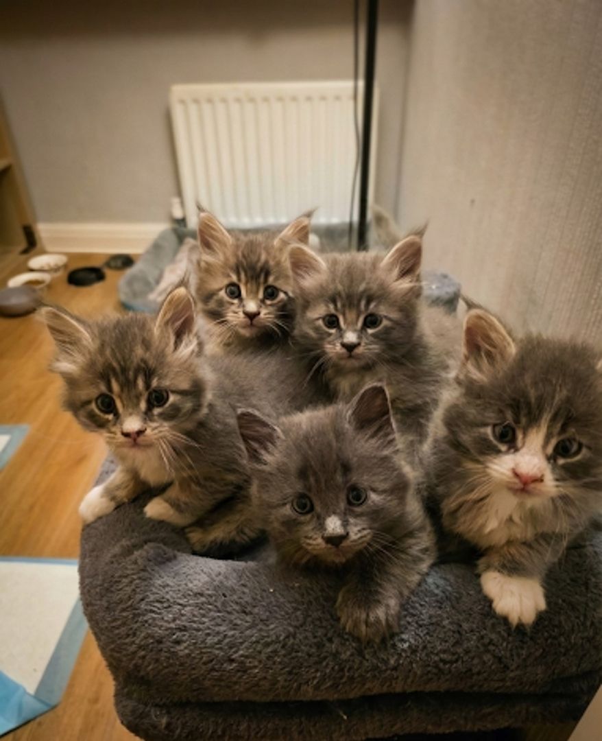 Wunderschöne Maine-Coon-Kätzchen