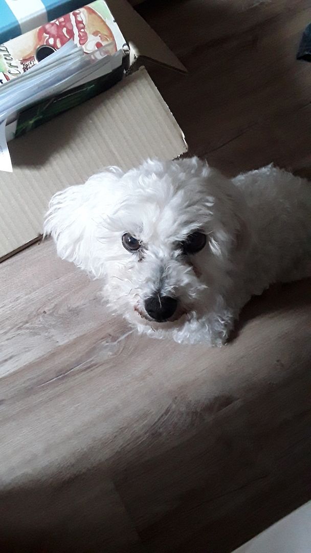 Suche eine Bichon Frise Hündin
